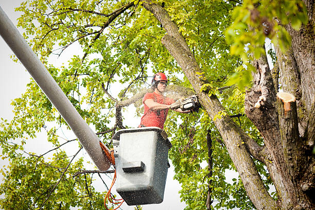 Best Hazardous Tree Removal  in Ralston, NE